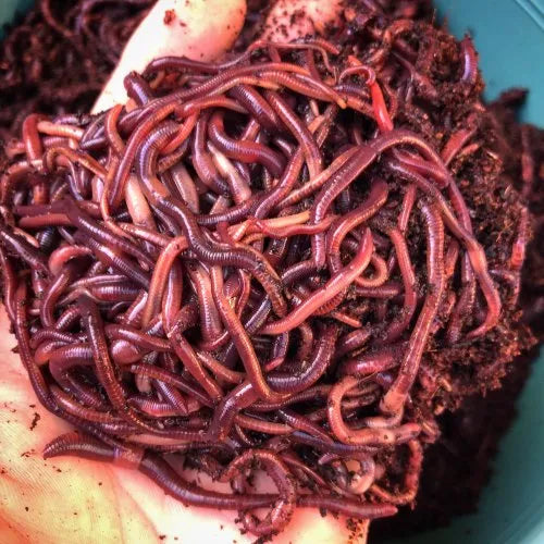 Vermicomposting 101: Your Comprehensive Guide to Worm Composting