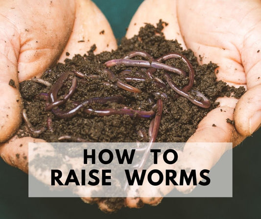Tips & Tricks: raising and feeding compost Worms